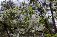 294_3-8-04-2015_academy_of_pop_musik_by_igor_krutoy