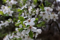 296_3-8-04-2015_academy_of_pop_musik_by_igor_krutoy