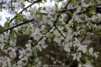 328_3-8-04-2015_academy_of_pop_musik_by_igor_krutoy