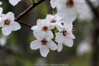 345_3-8-04-2015_academy_of_pop_musik_by_igor_krutoy